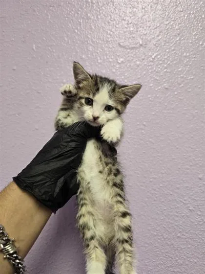 A baby small-sized female Black Domestic Short Hair cat named 60934615 for adoption in El Paso, TX
