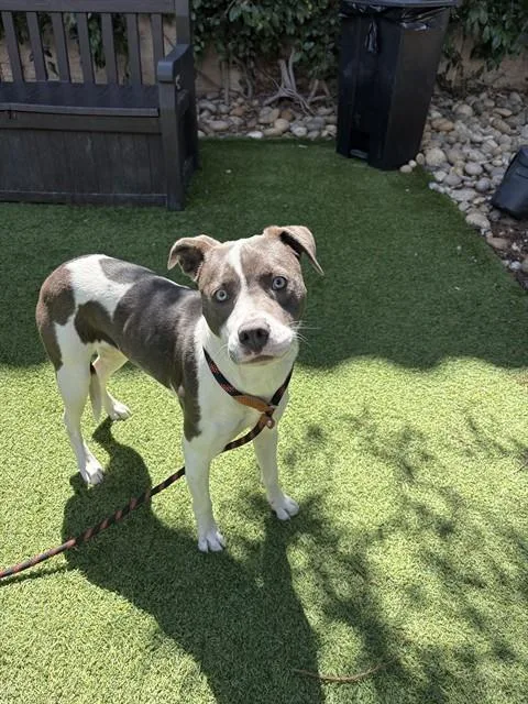 A young large-sized female Pit Bull Terrier dog named Poppy Seed for adoption in San Jose, CA