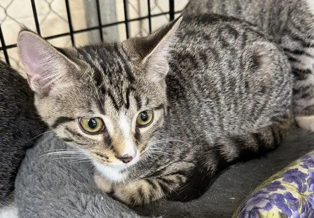 A young medium-sized male Domestic Short Hair cat named Fred for adoption in Apollo, PA