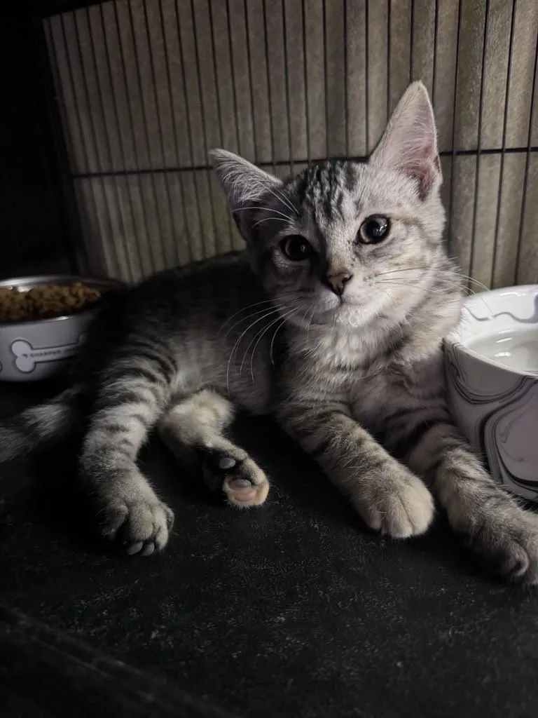A baby medium-sized female Tabby (Buff / Tan / Fawn) American Shorthair cat named Vesper for adoption in Midland, MI