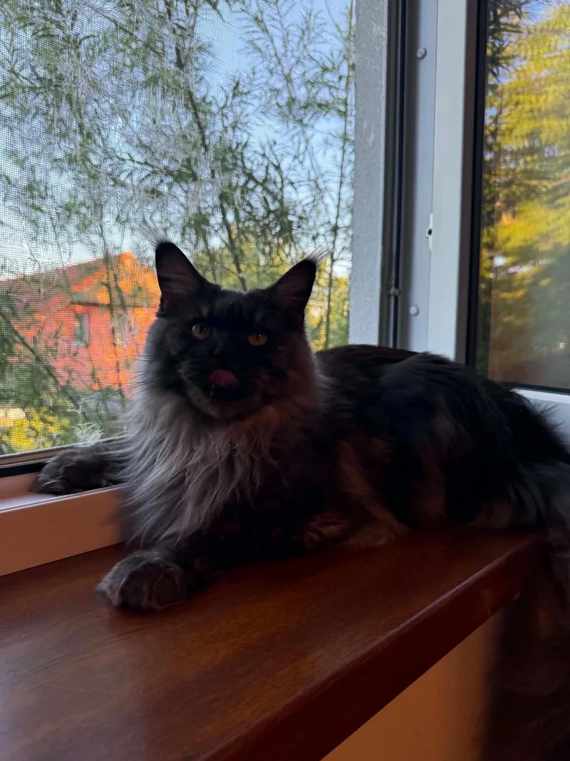 A young large-sized female Smoke Maine Coon cat named Emma for adoption in Northlake, IL