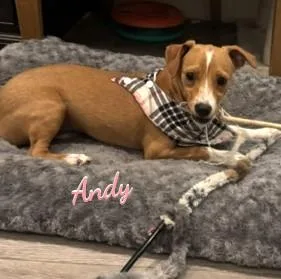 A baby small-sized male Jack Russell Terrier dog named Andy greatwithkids for adoption in Houston, TX