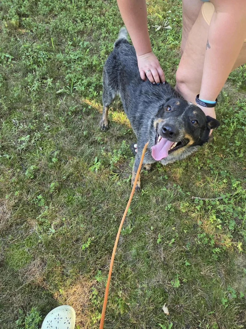 A young medium-sized male Australian Cattle Dog / Blue Heeler dog named Chaser for adoption in Zimmerman, MN