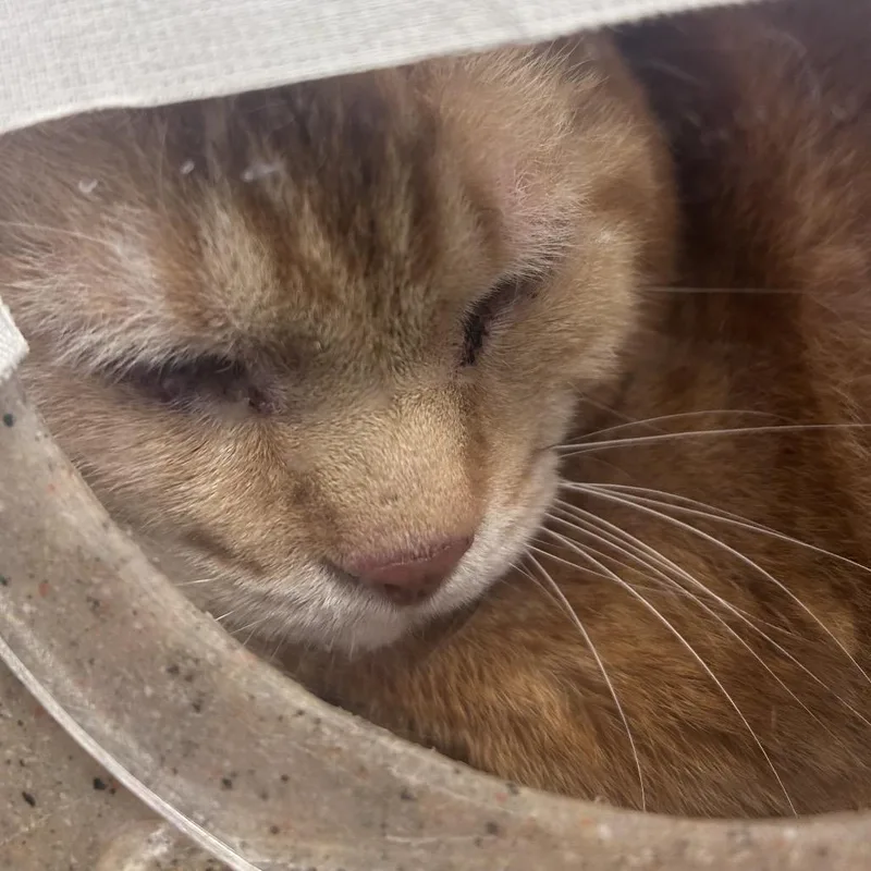 A senior large-sized male Orange / Red Domestic Short Hair cat named Garfield Gardens for adoption in Philadelphia, PA