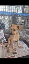 A baby medium-sized female Rhodesian Ridgeback dog named Pearl for adoption in New York, NY