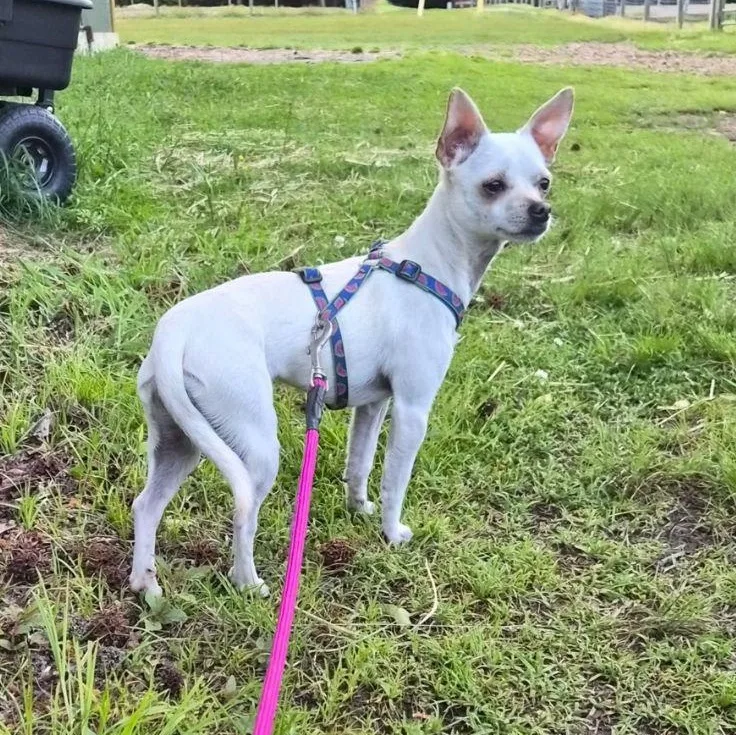 An adult small-sized female White / Cream Chihuahua dog named Lola for adoption in Carneys Point, NJ