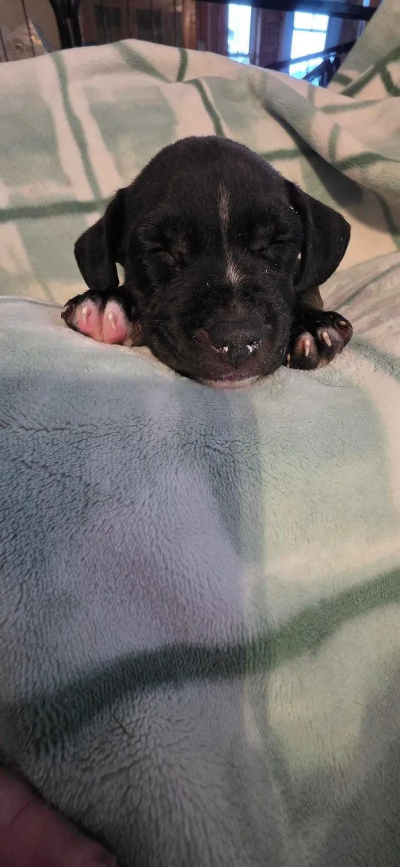 Gabby