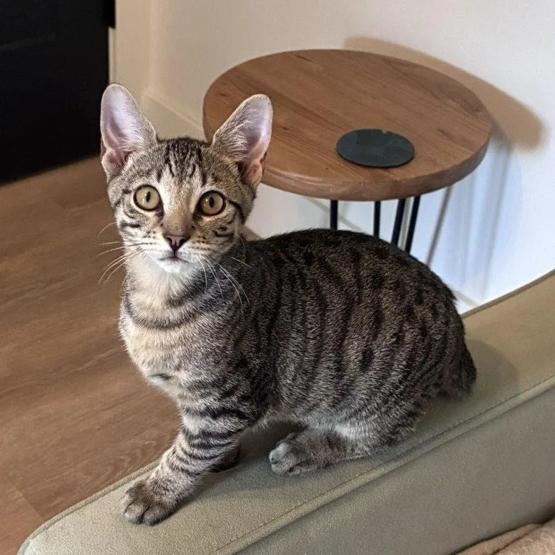 A young medium-sized male Domestic Short Hair cat named Jellycat for adoption in Satellite Beach, FL