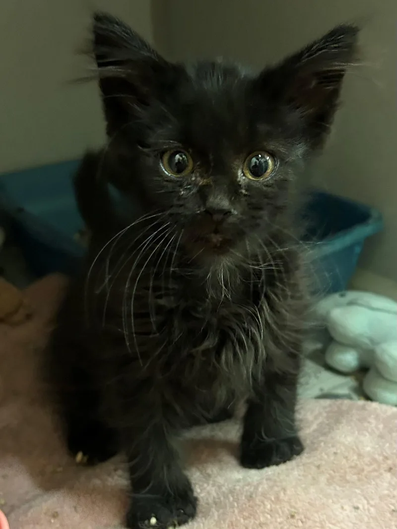 A baby medium-sized male Domestic Long Hair cat named Kudzu for adoption in Mason City, IA