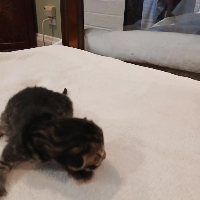 A baby small-sized male Brown / Chocolate Domestic Medium Hair cat named Nami for adoption in Wakefield, MA