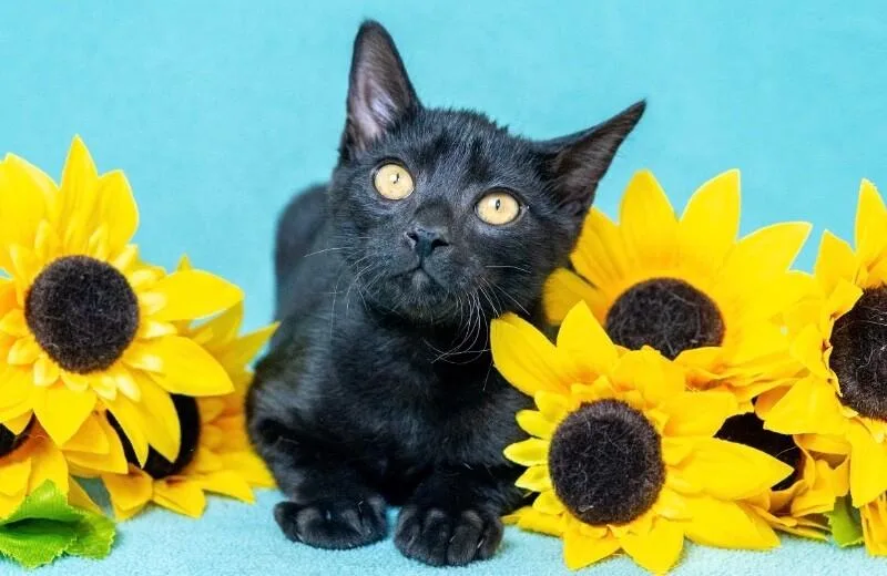 A young medium-sized female Black Domestic Short Hair cat named Asher for adoption in North Babylon, NY