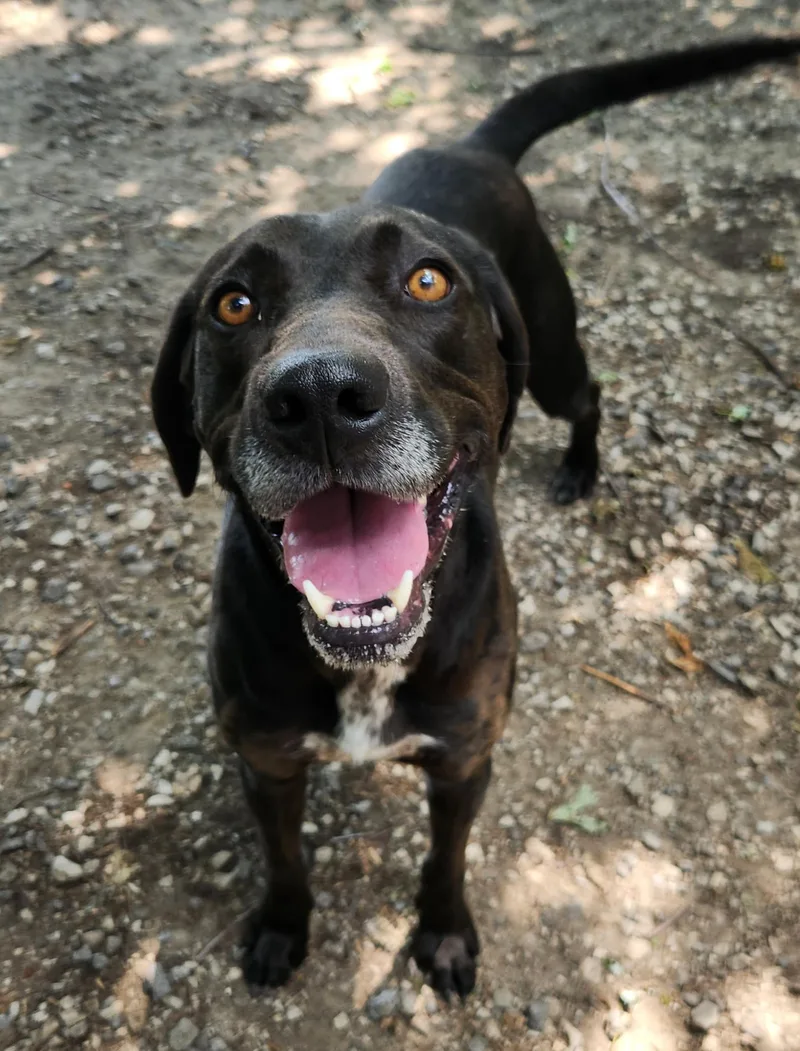A young large-sized male Black Labrador Retriever dog named Busch for adoption in Liberty Center, OH