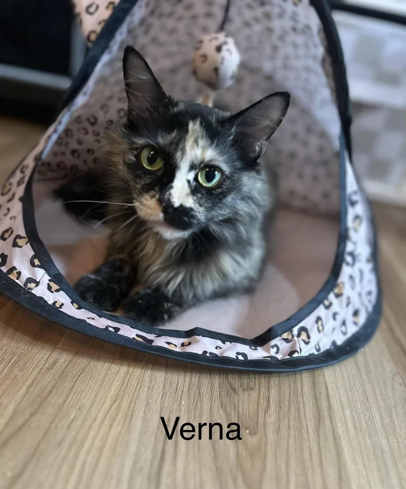 An adult medium-sized female Tortoiseshell Domestic Short Hair cat named Verna for adoption in Herculaneum, MO