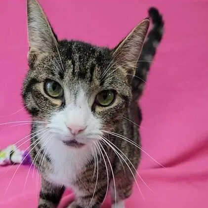 A baby medium-sized male Tabby (Brown / Chocolate) Domestic Short Hair cat named Valentine for adoption in Valdosta, GA