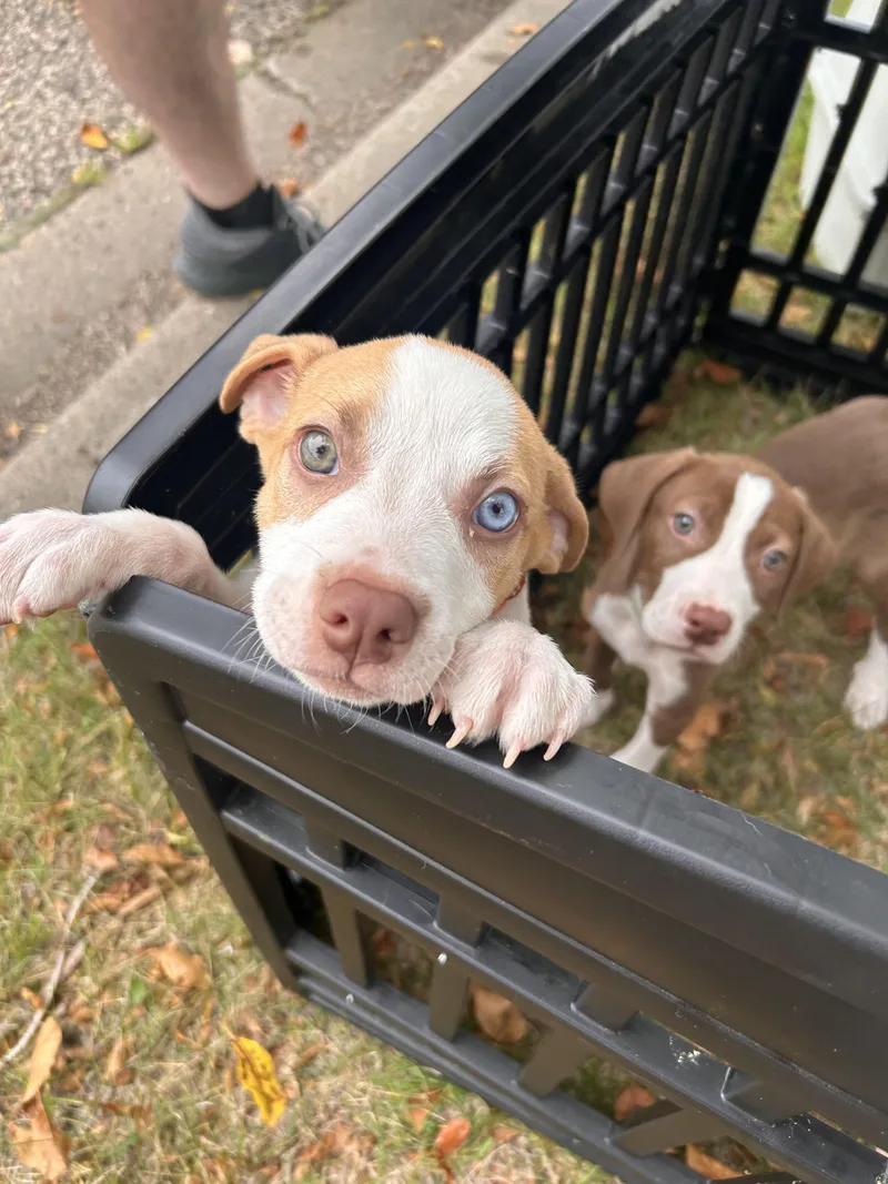 A baby small-sized male Pit Bull Terrier dog named Woody for adoption in Minneapolis, MN