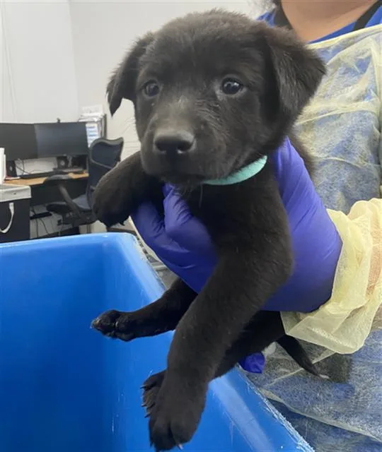 A baby large-sized female Mixed Breed dog named Gardenia for adoption in Dallas, TX