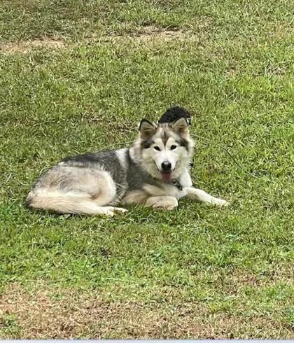 An adult large-sized female Alaskan Malamute dog named Bella for adoption in Atlanta, GA