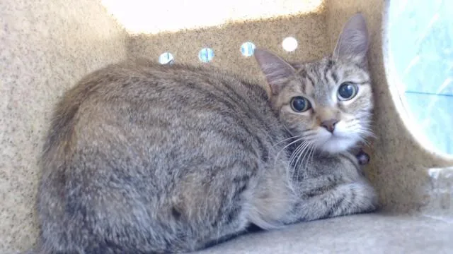 An adult medium-sized female Domestic Short Hair cat named Jiji for adoption in Downey, CA