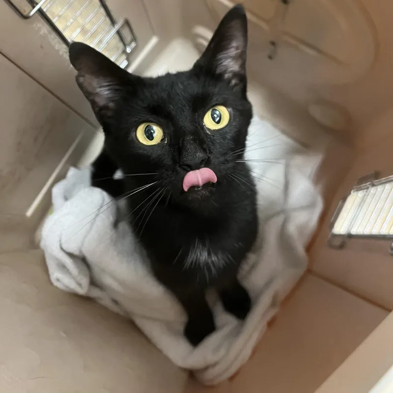 A young medium-sized female Black Domestic Short Hair cat named Bunky for adoption in Chattanooga, TN
