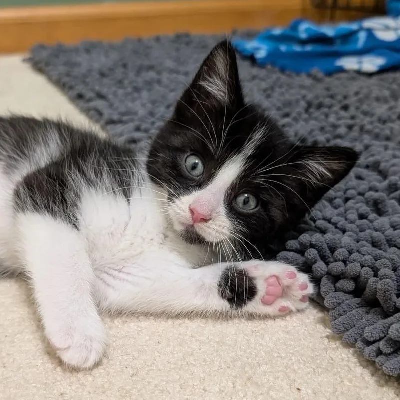 A baby medium-sized male Black & White / Tuxedo Tuxedo cat named Panda for adoption in Kentwood, MI