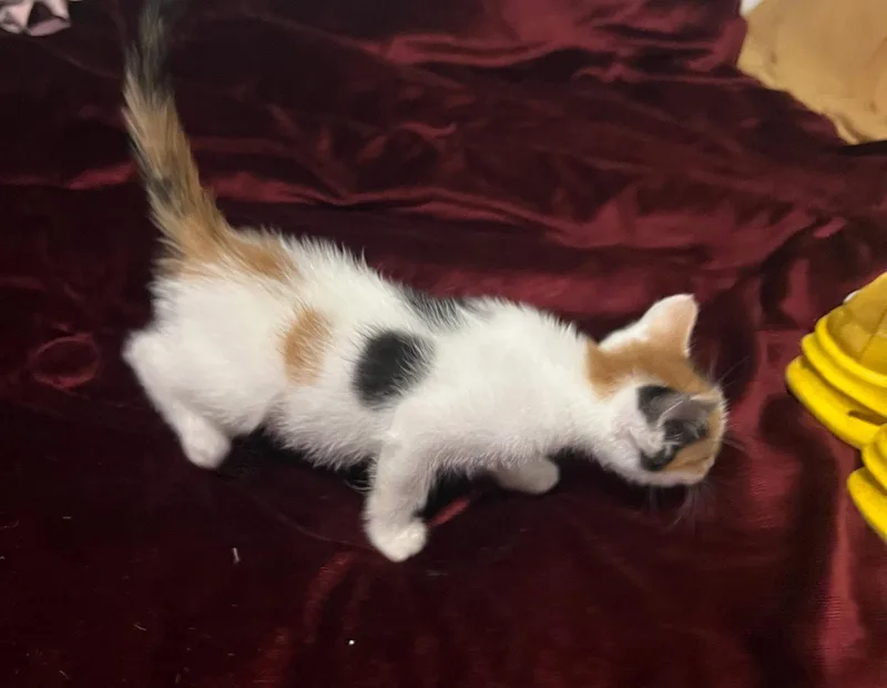 A baby small-sized female Domestic Short Hair cat named Persephone C Ingram for adoption in Saunderstown, RI