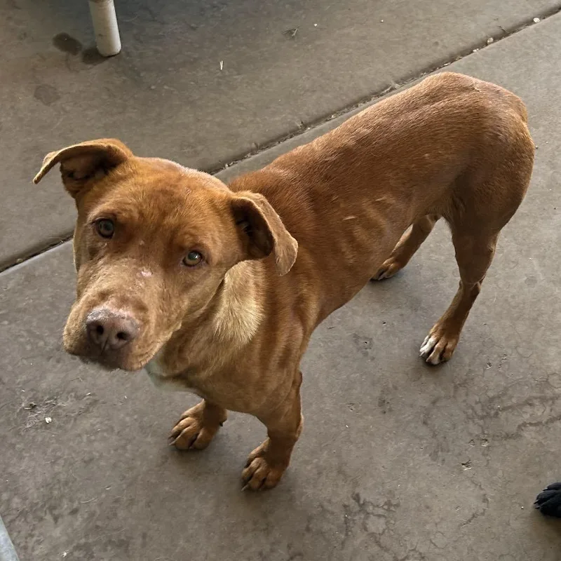A young medium-sized male Red / Chestnut / Orange Mixed Breed dog named Beaker for adoption in Flagstaff, AZ