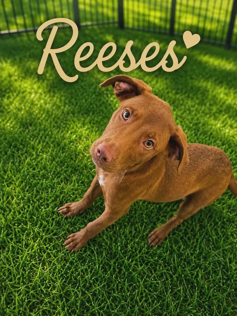 Reeses thumbnail 2