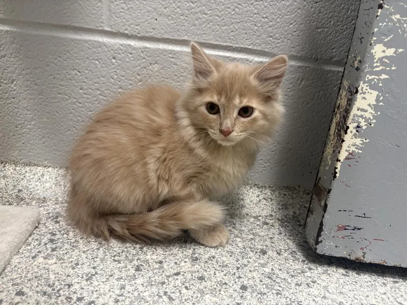 A baby small-sized male Domestic Long Hair cat named Ken for adoption in Bowling Green, OH