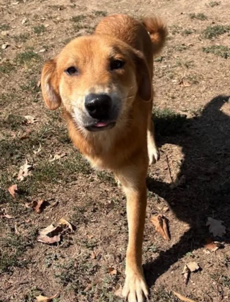 A baby small-sized male Golden Retriever dog named Sandman for adoption in Charlotte, MI