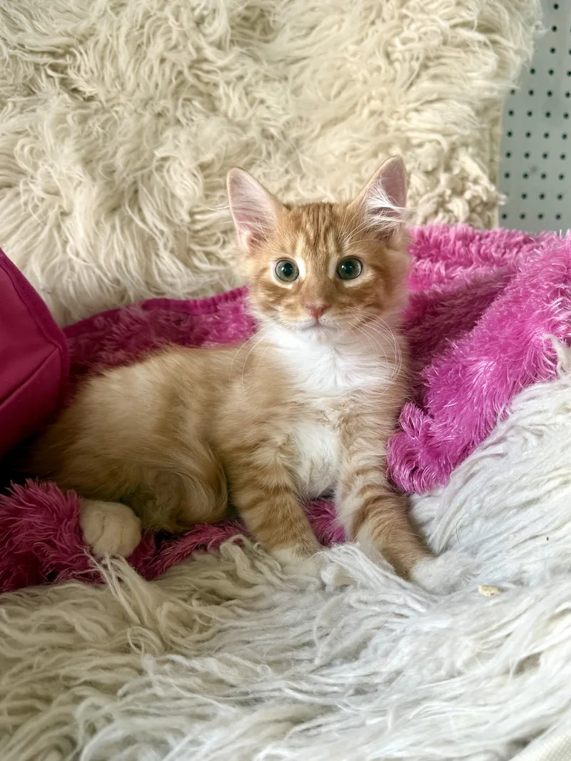 A young medium-sized male Domestic Medium Hair cat named Shenanigan for adoption in Jefferson, LA