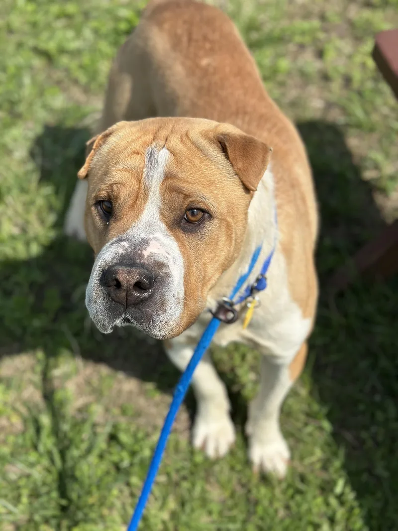 Boomerang thumbnail 2