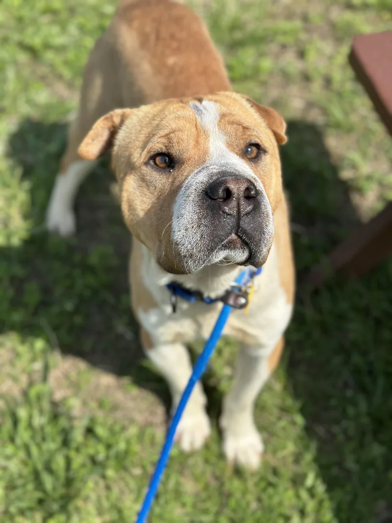 Boomerang thumbnail 3