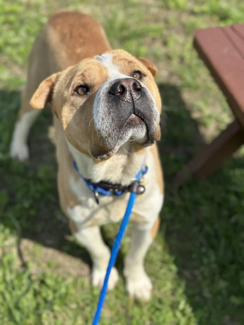 A young medium-sized male Yellow / Tan / Blond / Fawn Shar-Pei dog named Boomerang for adoption in Cleveland, OH