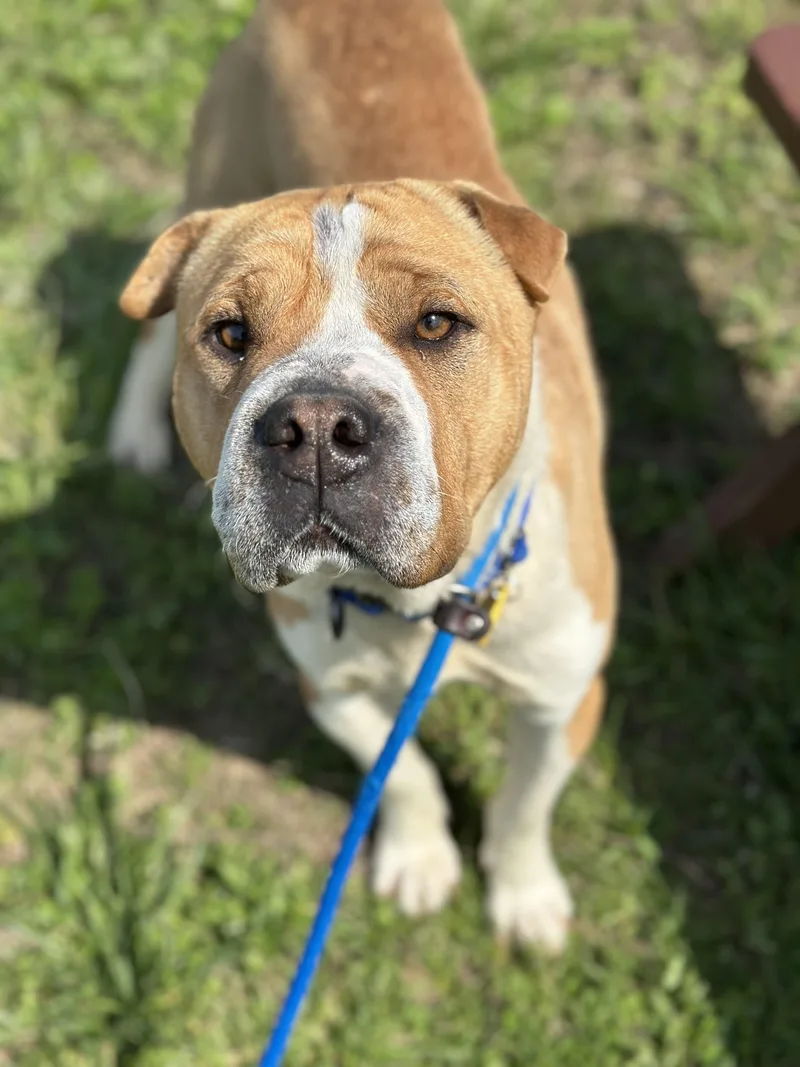 Boomerang thumbnail 4