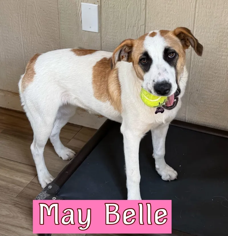 A young medium-sized female Hound dog named May Belle Or June for adoption in Keller, TX