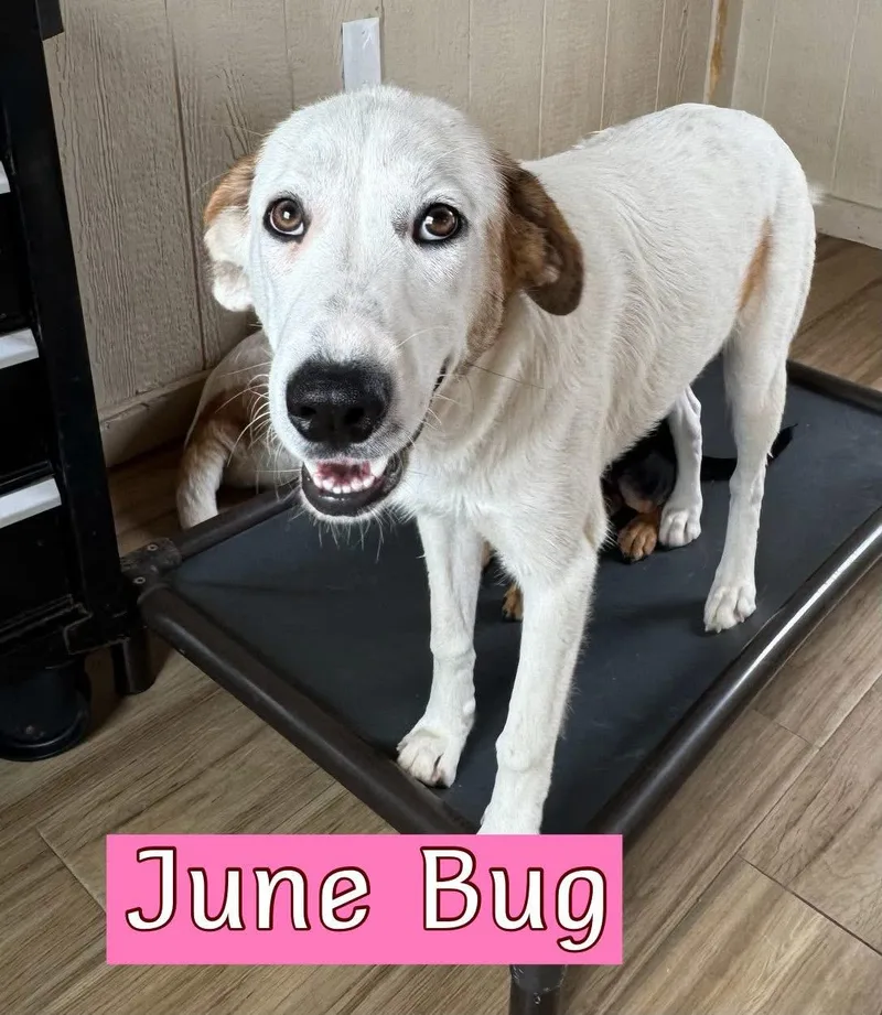 May Belle Or June thumbnail 2