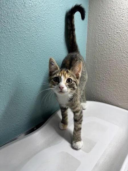 A baby small-sized female Domestic Short Hair cat named Rizzo for adoption in Sherwood, OR
