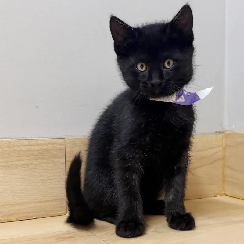 A baby small-sized male Black Domestic Short Hair cat named Shaggydog C for adoption in Minnetonka, MN