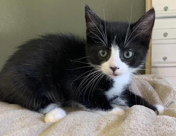 A baby small-sized female Domestic Short Hair cat named Charlotte for adoption in Monterey, CA