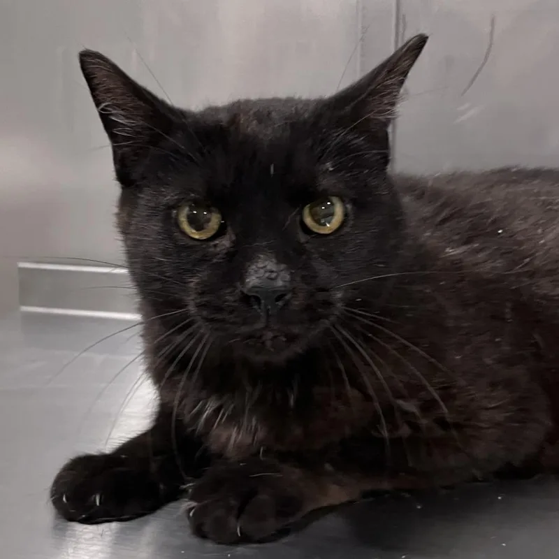 An adult medium-sized male Black Domestic Short Hair cat named Zoomer for adoption in Washburn, MO