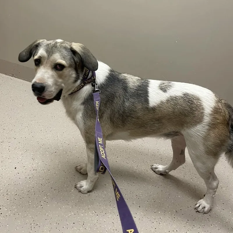 An adult extra large-sized male Anatolian Shepherd dog named Oskar for adoption in Whitewright, TX