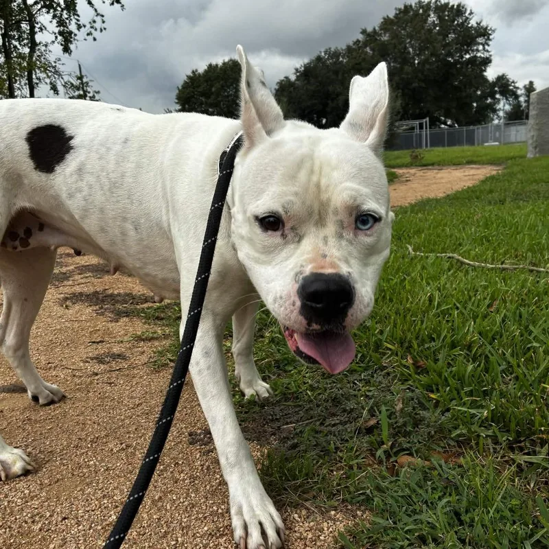 An adult medium-sized female White / Cream Pit Bull Terrier dog named Biscuit for adoption in Beaumont, TX