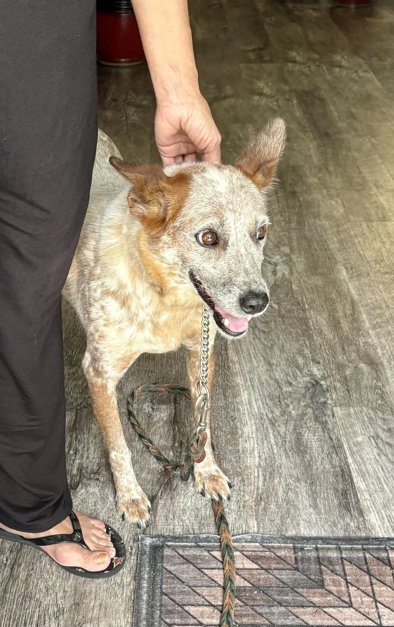 A young medium-sized female Red / Chestnut / Orange Australian Cattle Dog / Blue Heeler dog named Steph for adoption in Manassas, VA
