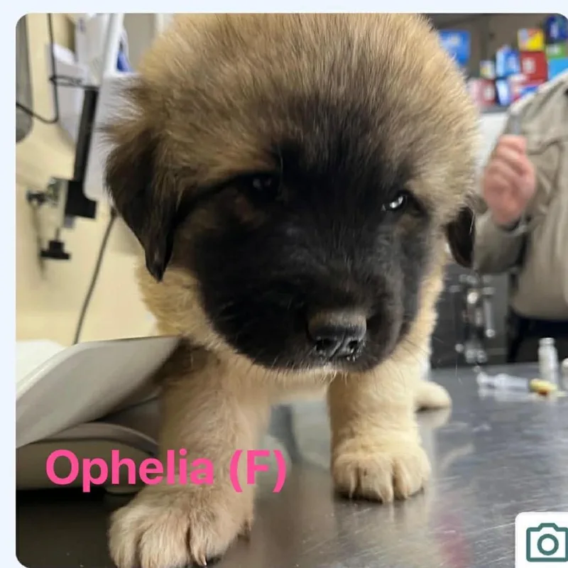 A baby large-sized female Black Caucasian Sheepdog / Caucasian Ovtcharka dog named Ophelia for adoption in Oxford, ME