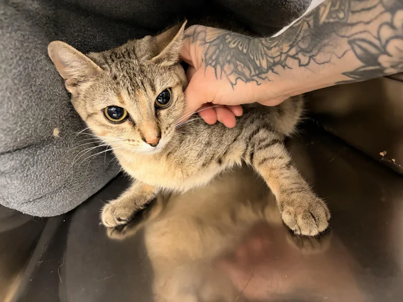 An adult medium-sized female Torbie Domestic Short Hair cat named Camellia for adoption in Saint Charles, MO