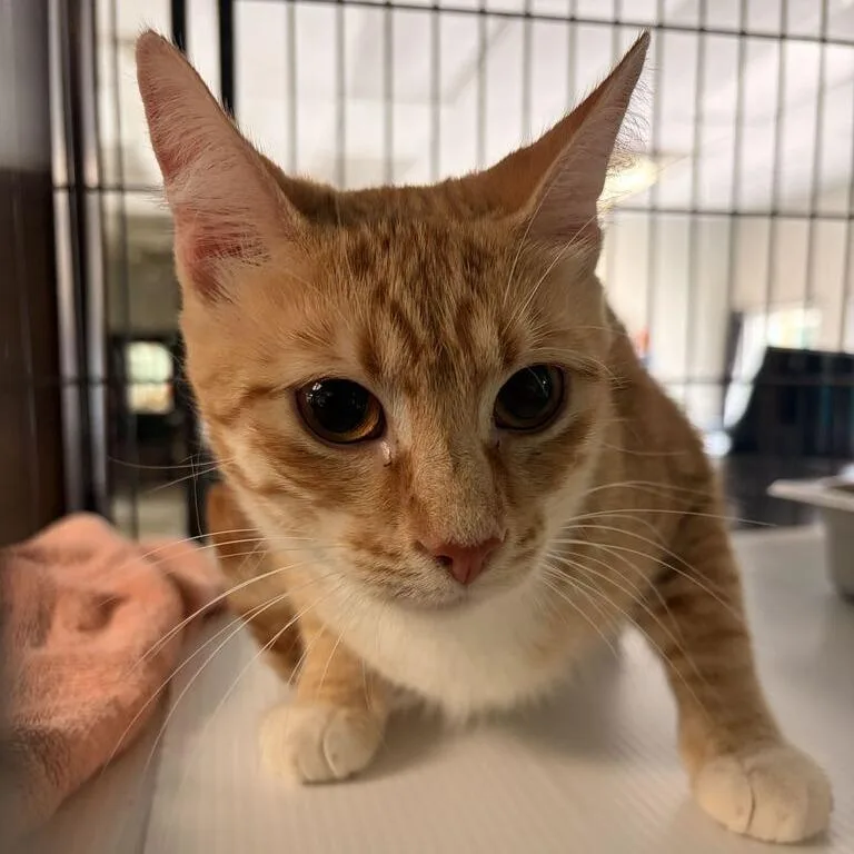 A young medium-sized female Orange / Red Domestic Short Hair cat named Chili for adoption in Davenport, IA