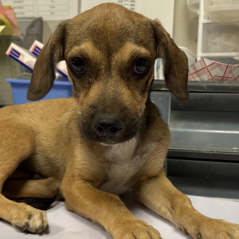 A baby small-sized male Brown / Chocolate Mixed Breed dog named Calvin for adoption in Yuma, AZ