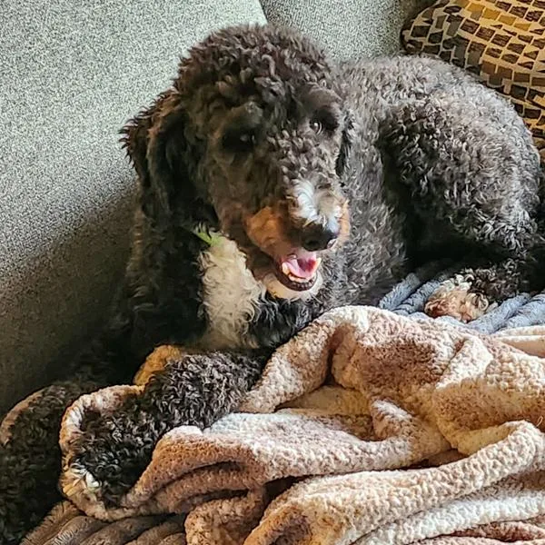 An adult medium-sized male Labradoodle dog named Gunner for adoption in Des Moines, IA