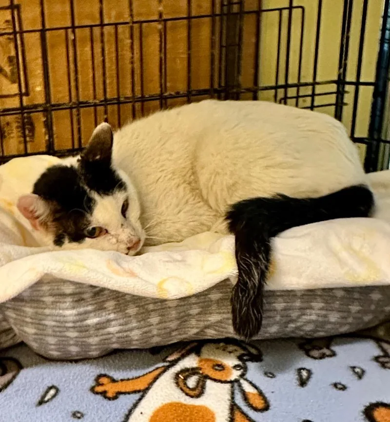 An adult medium-sized male Domestic Short Hair cat named Snowy for adoption in Rice Lake, WI