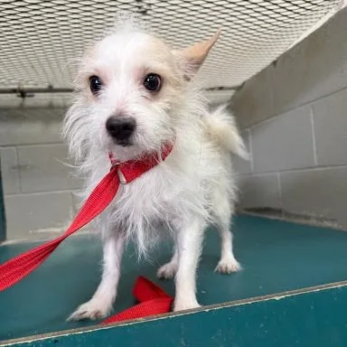 A young small-sized male Terrier dog named Harry for adoption in Danbury, CT